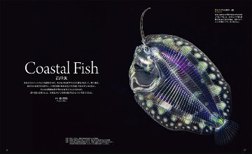 世界で一番美しい 海に浮遊する幼生図鑑の画像