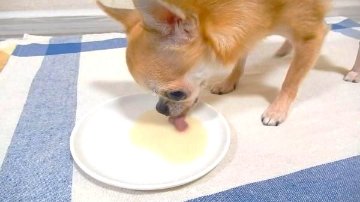 みのり　ボーンブロス豚骨　20g×6袋の画像