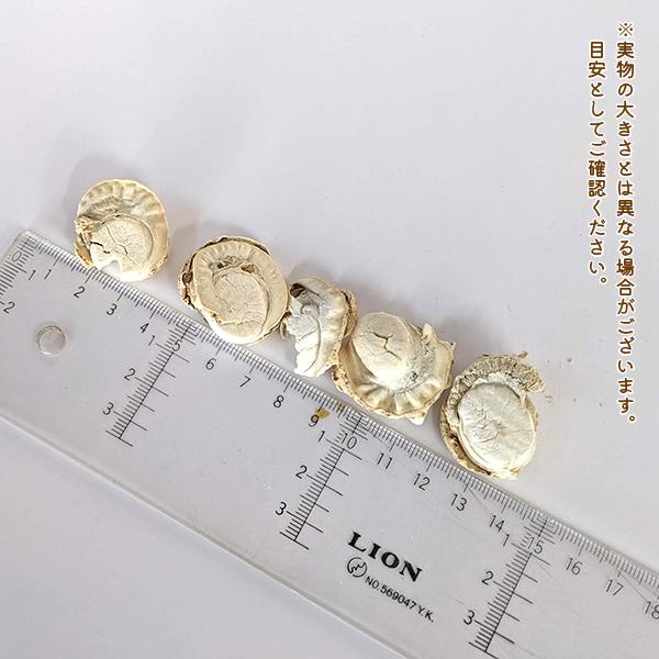 わんもぐ　特殊フリーズドライベビーほたての画像