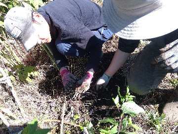 《生食も、加熱しても美味しい》　紫菊芋の画像