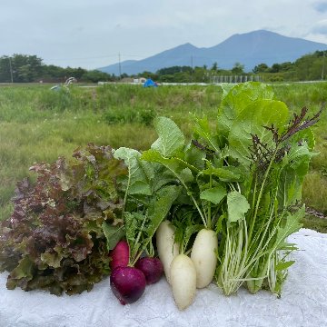 無農薬・無化学肥料栽培の旬野菜詰め合わせの画像