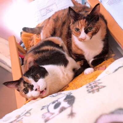 うちの子毛並みクッションへのお客様の声