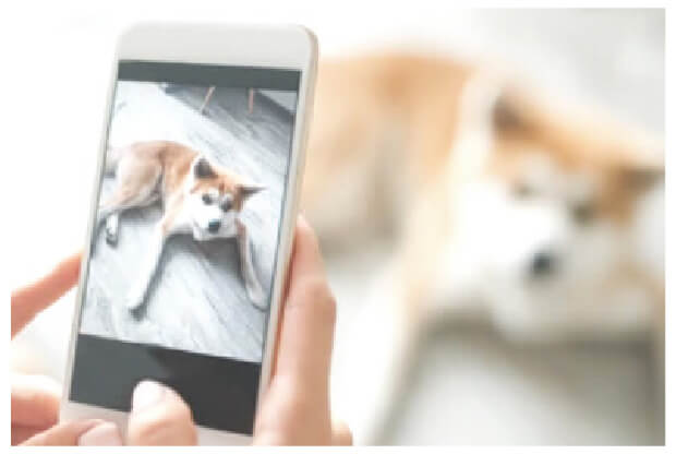 スマートフォンでペットの写真を撮影して入稿するイメージ