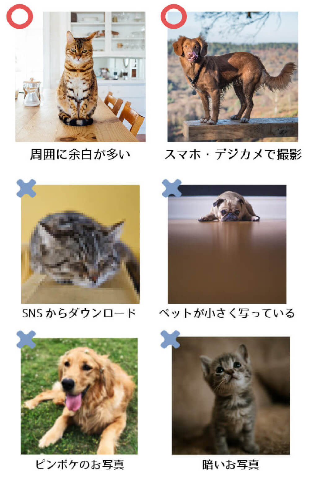 制作に向いているペットの写真と向いていない写真の例