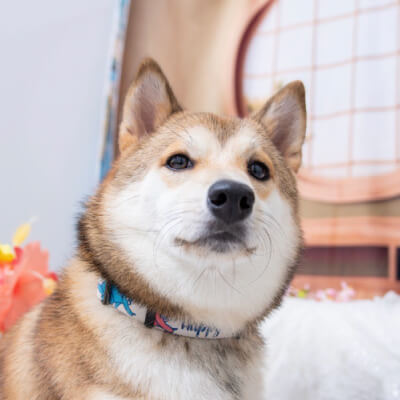 うちの子2wayビッグバッグ 雑誌風デザインへのお客様の声