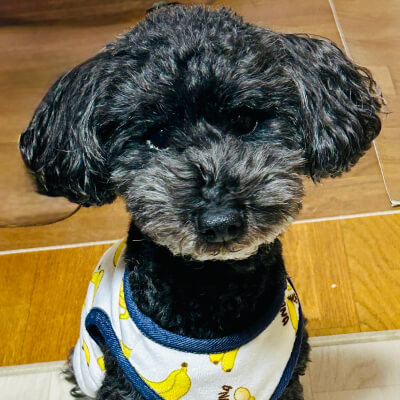 うちの子キャップへのお客様の声
