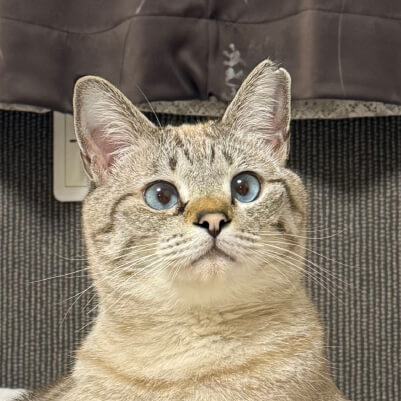 うちの子エプロンへのお客様の声