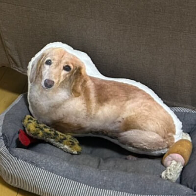 うちの子毛並みクッションへのお客様の声