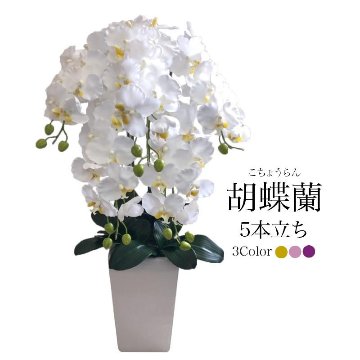 胡蝶蘭 5本立ち　陶器鉢の画像