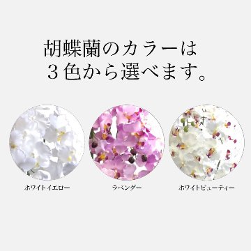 胡蝶蘭 5本立ち　陶器鉢の画像