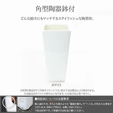 リアルタッチ ラバープラント アルテシマ(ゴムの木) 125cmの画像