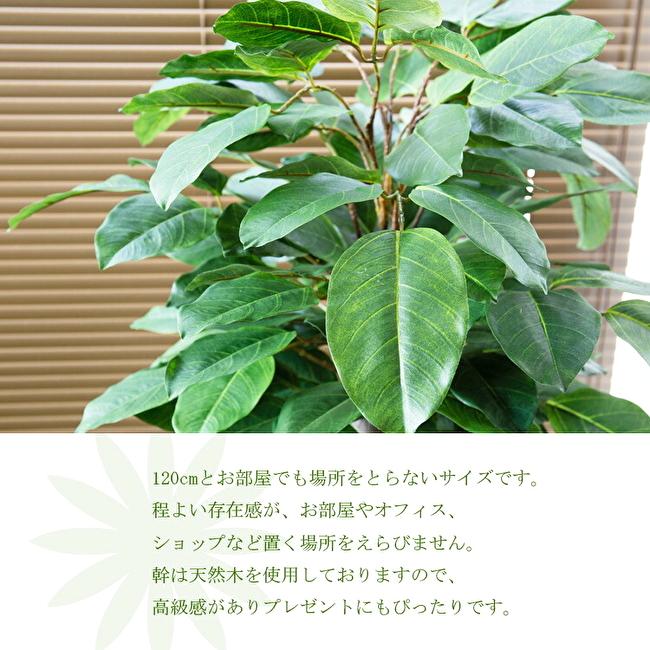 ゴムの木 ラバープラント 120cmの画像