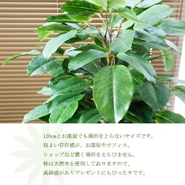 ゴムの木 ラバープラント 120cmの画像