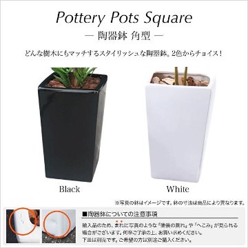 ゴムの木 ラバープラント 120cmの画像