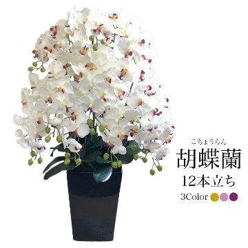 胡蝶蘭 12本立ち　陶器鉢の画像