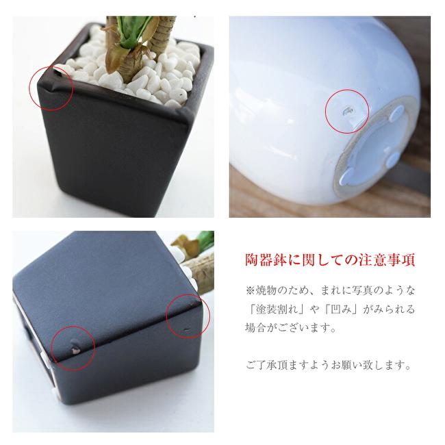 フィットニア鉢植 19cmの画像