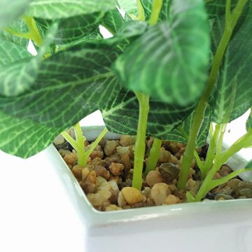 フィットニア鉢植 19cmの画像