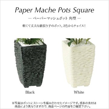 アジアンタム 30cmの画像