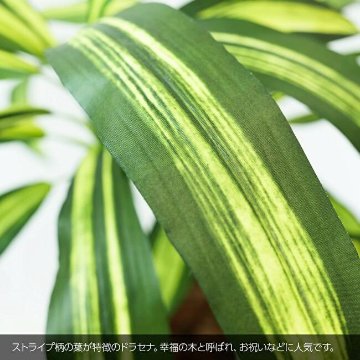 ドラセナ 85cmの画像