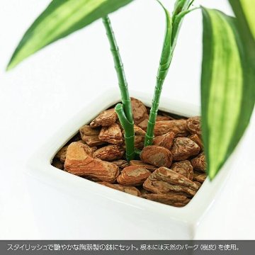 ドラセナ 85cmの画像