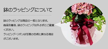 アンファンリリー レッドの画像