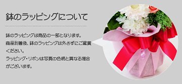 アンファンローズの画像