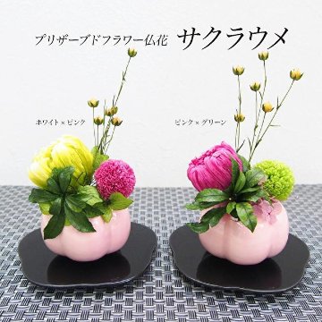 プリザーブドフラワー 仏花 サクラウメの画像