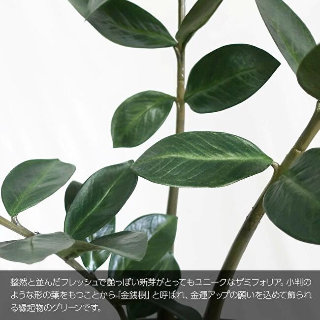 金銭樹 ザミオクルカス ザミフォーリア 110cmの画像