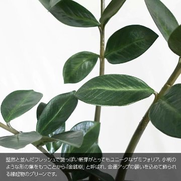金銭樹 ザミオクルカス ザミフォーリア 110cmの画像