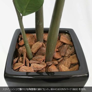 金銭樹 ザミオクルカス ザミフォーリア 110cmの画像
