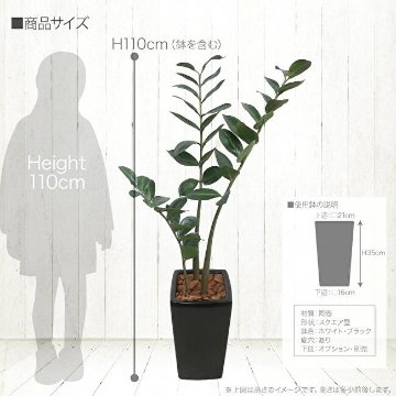 金銭樹 ザミオクルカス ザミフォーリア 110cmの画像