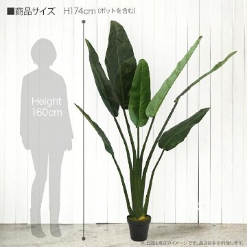 旅人の木 トラベラーズパームポット 174cmの画像