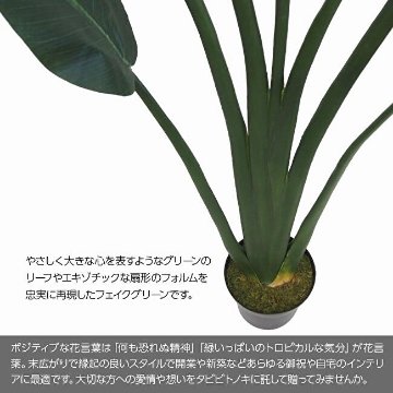 旅人の木 トラベラーズパームポット 174cmの画像