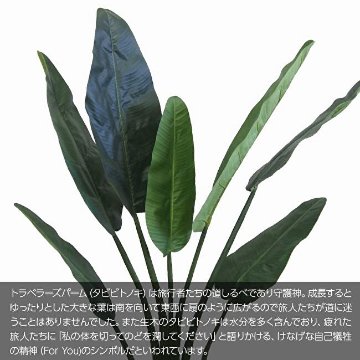 旅人の木 トラベラーズパームポット 174cmの画像
