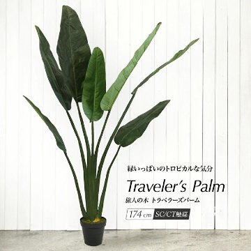 旅人の木 トラベラーズパームポット 174cmの画像
