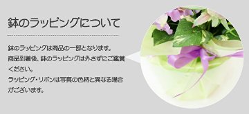 ガーリーローズの画像