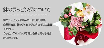 グランデローズの画像