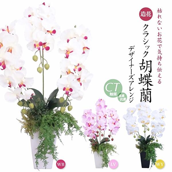 クラシック胡蝶蘭の画像