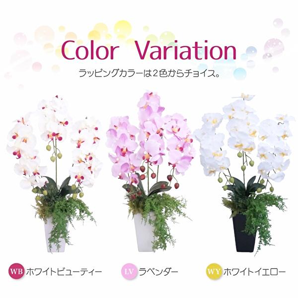 クラシック胡蝶蘭の画像