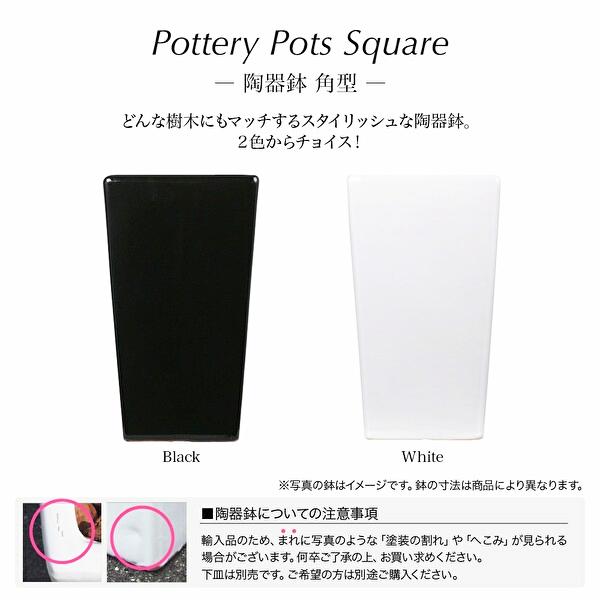 クラシック胡蝶蘭の画像