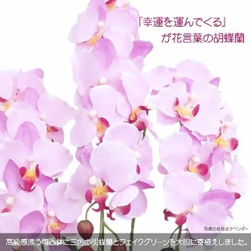 クラシック胡蝶蘭の画像
