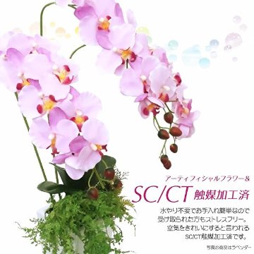 クラシック胡蝶蘭の画像