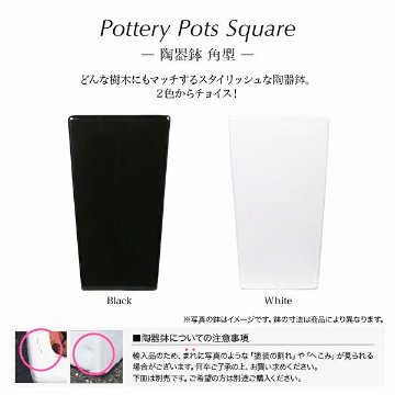 クラシック胡蝶蘭の画像