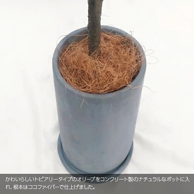 オリーブトピアリー ナチュラルポット 100cmの画像