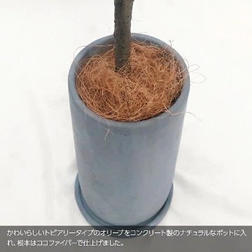 オリーブトピアリー ナチュラルポット 100cmの画像