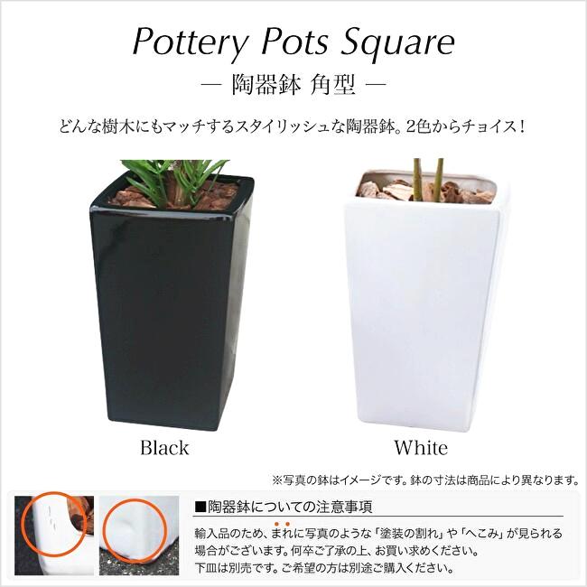 スリムパキラ 110cmの画像
