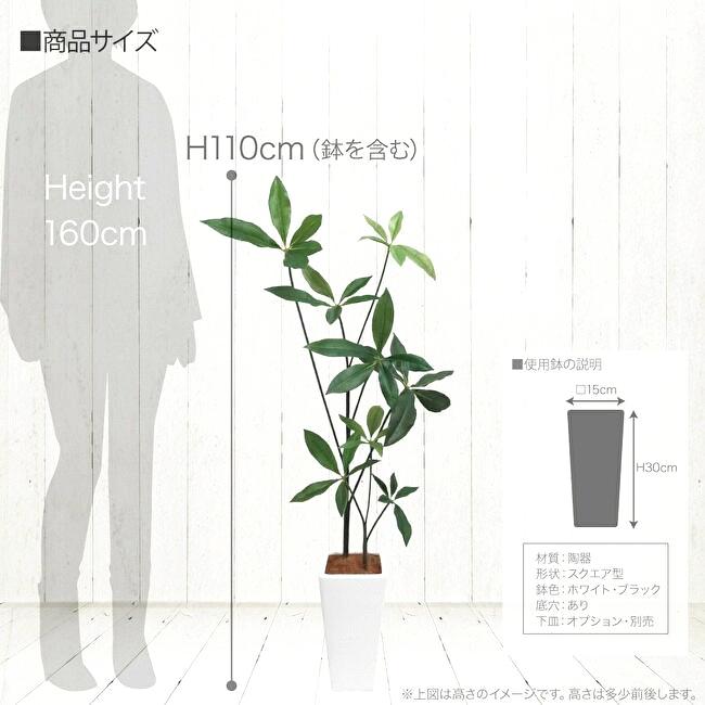 スリムパキラ 110cmの画像
