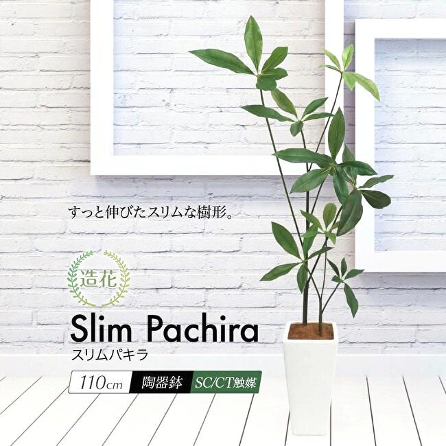 スリムパキラ 110cmの画像