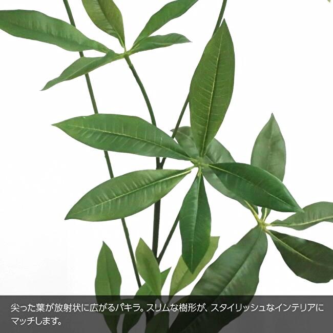 スリムパキラ 110cmの画像