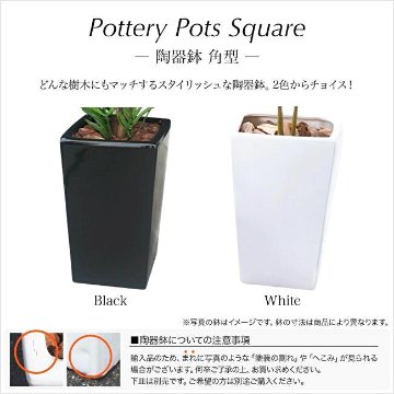 スリムパキラ 110cmの画像
